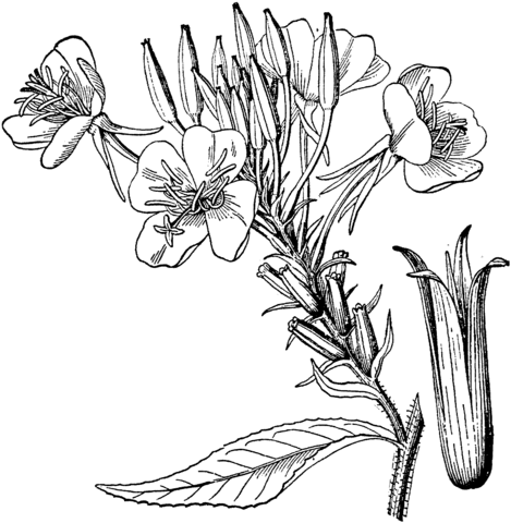 Common Evening Primrose Or Evening Star Coloring Page